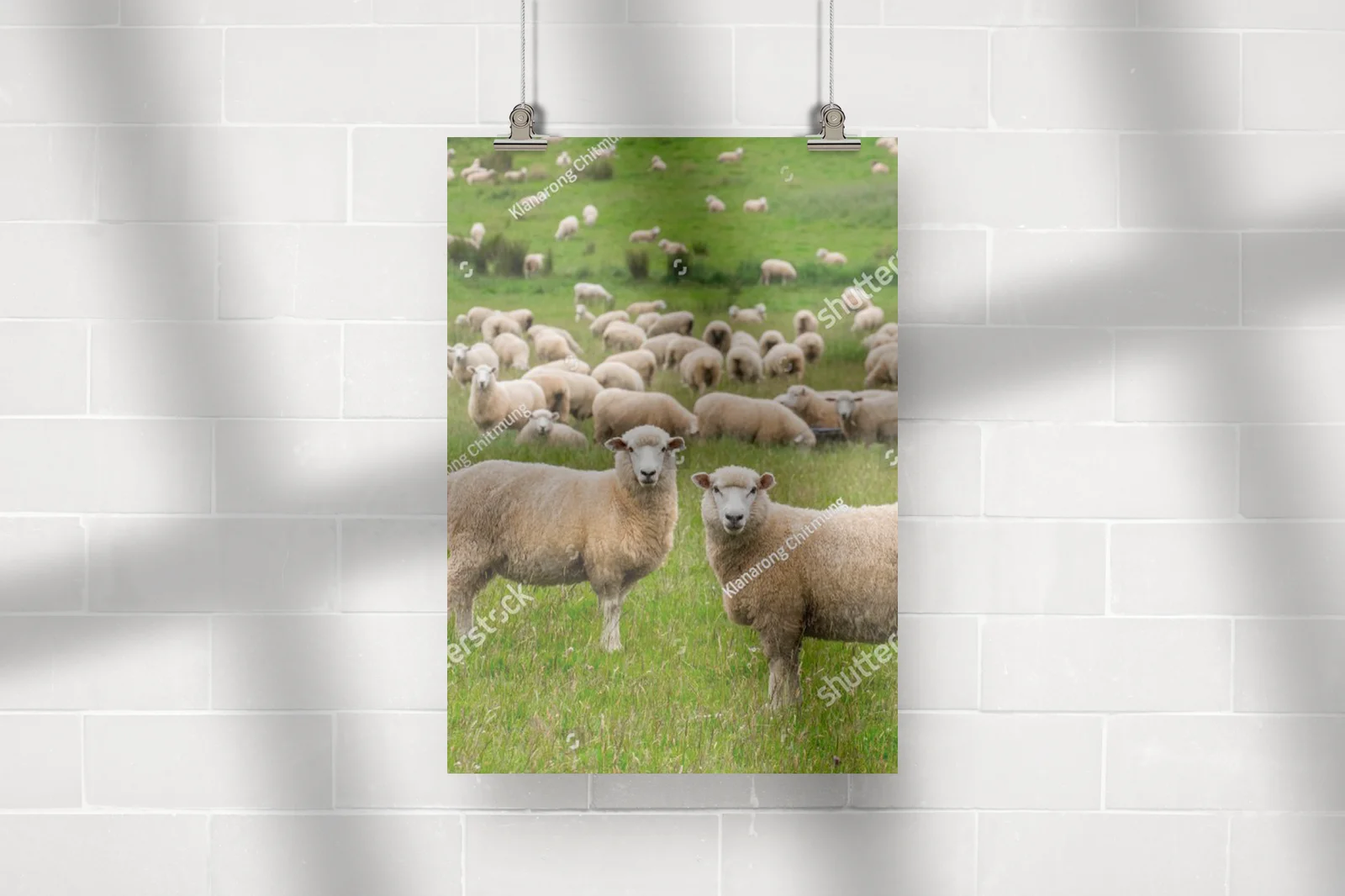 Zielona oaza: Flock of sheep w sielankowym krajobrazie
