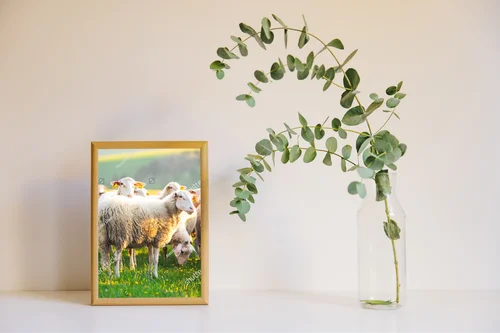Idylla na łące: owce w blasku zachodu