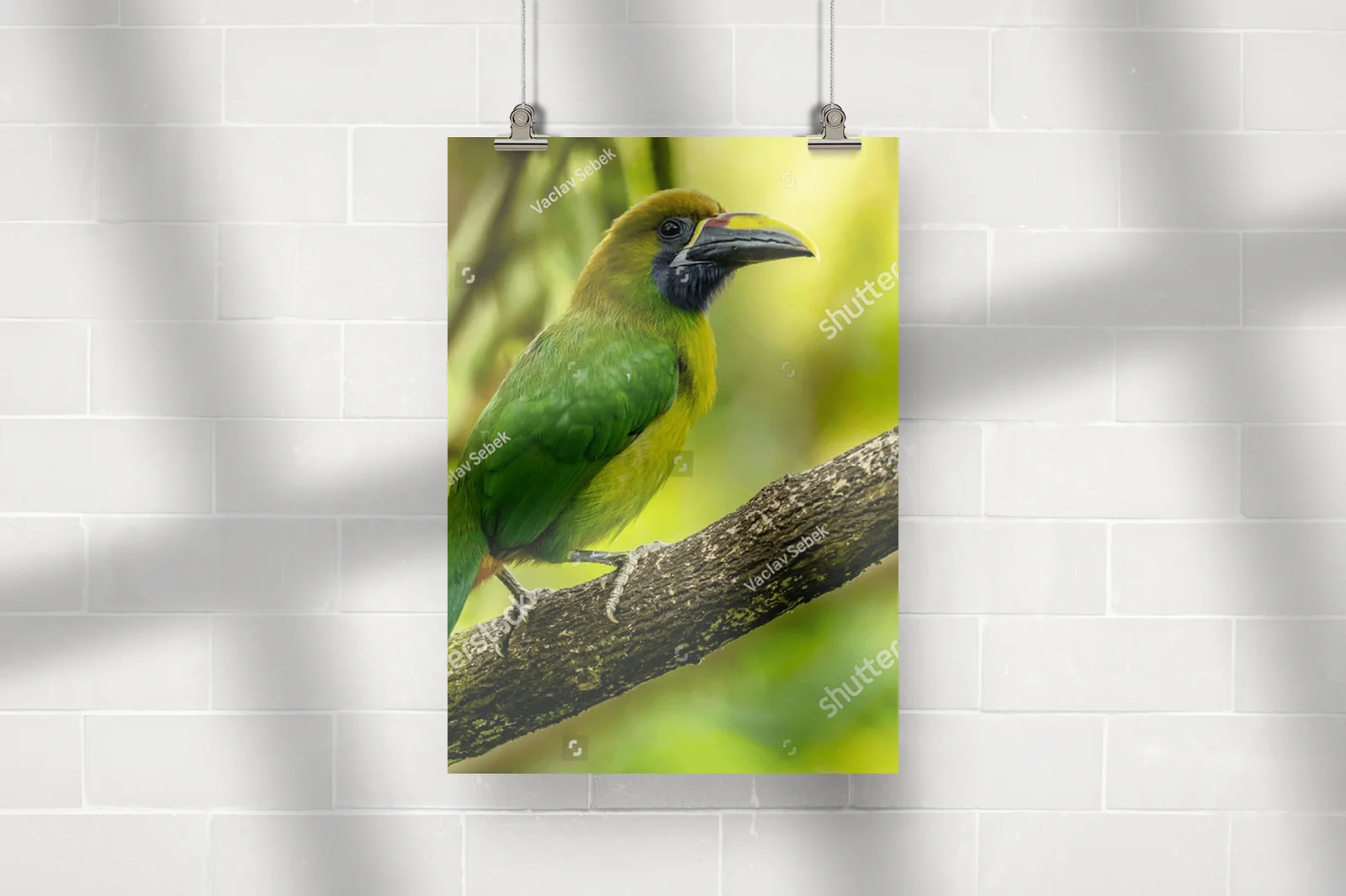Tropical Adventure: The Crimson-rumped Toucanet