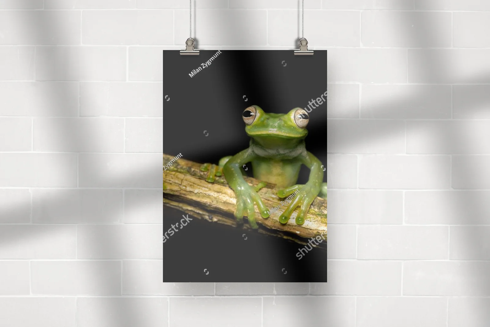 Czarująca egzotyka: palmer's tree frog w ciemnych tonach