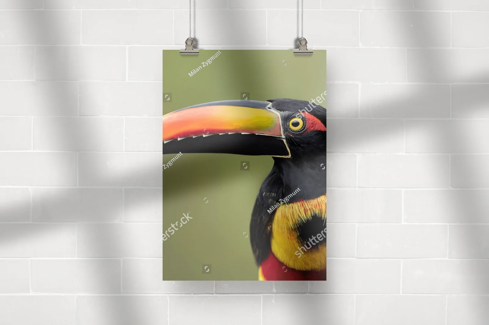 Tropikalna elegancja z płomiennym dziobem aracari