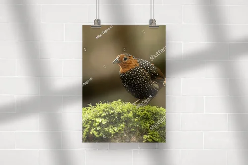Ocellated tapaculo: kolorowe wrażenia w naturze