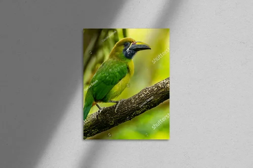 Tropical Adventure: The Crimson-rumped Toucanet