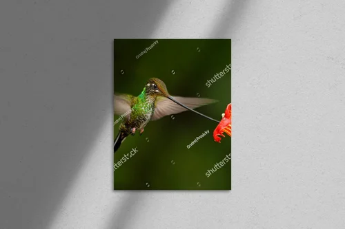 Magiczne stworzenia Amazonii w intensywnych barwach