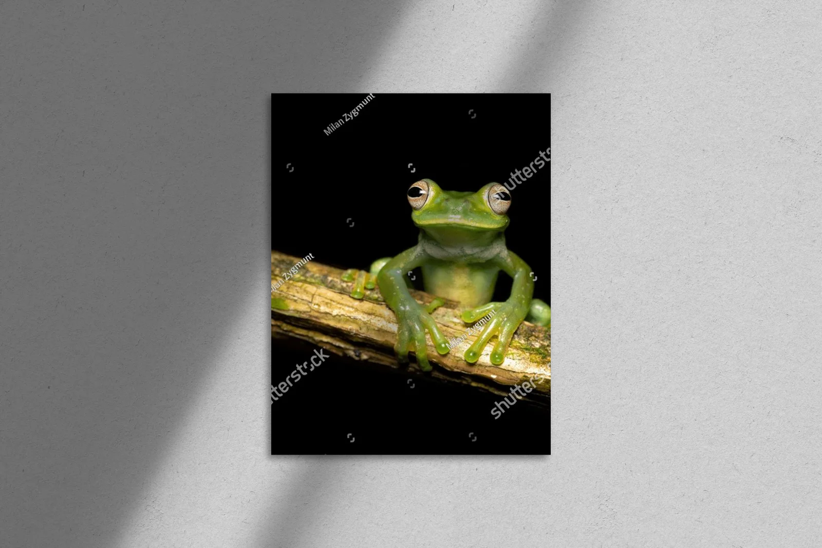 Czarująca egzotyka: palmer's tree frog w ciemnych tonach