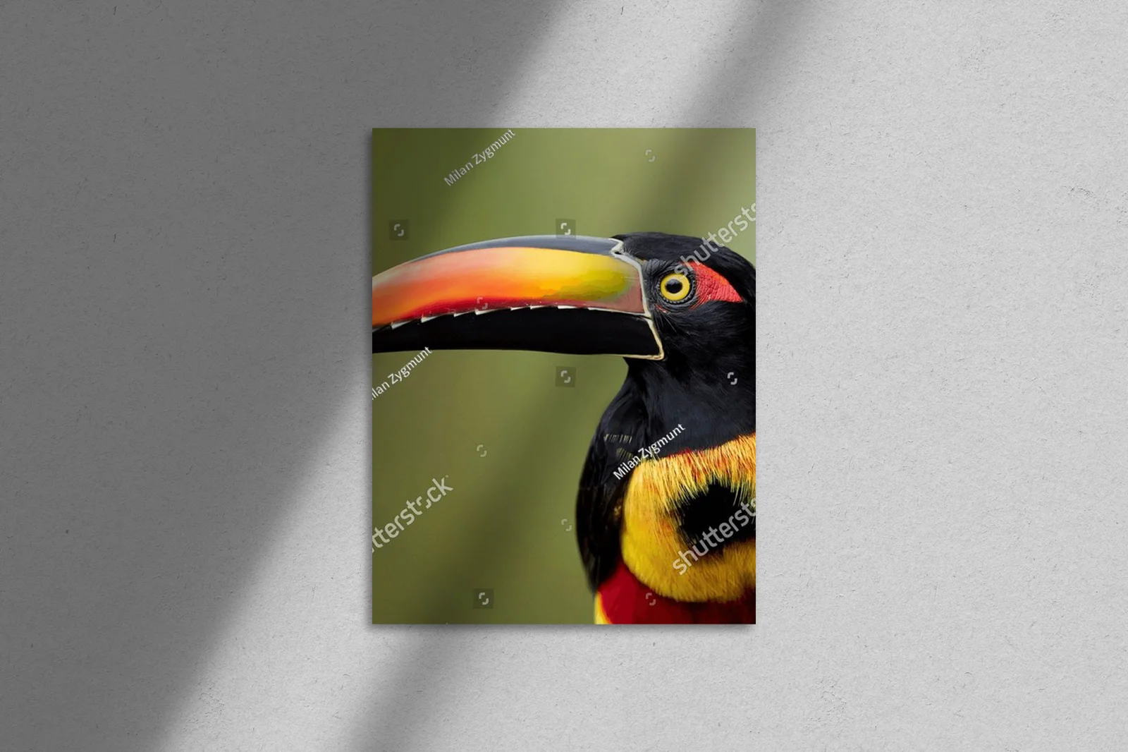 Tropikalna elegancja z płomiennym dziobem aracari