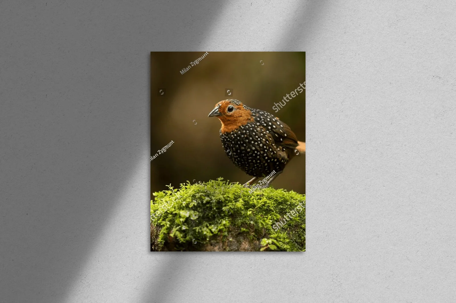 Ocellated tapaculo: kolorowe wrażenia w naturze