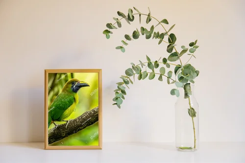 Tropical Adventure: The Crimson-rumped Toucanet