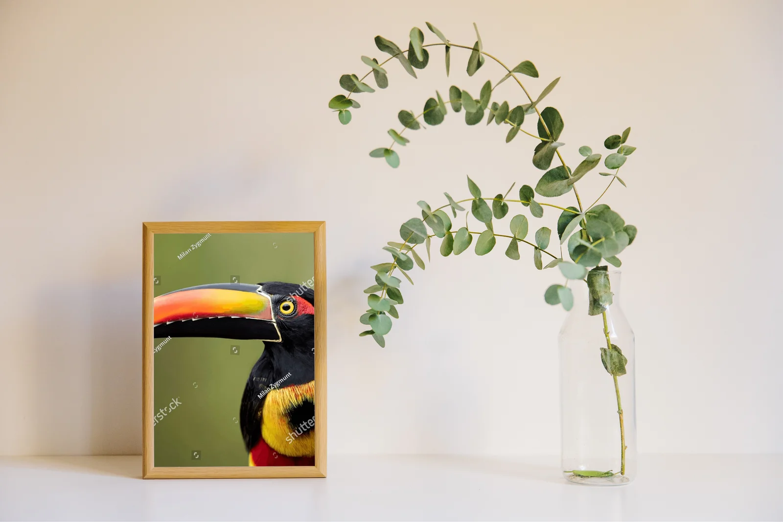 Tropikalna elegancja z płomiennym dziobem aracari