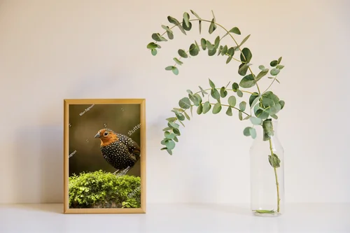 Ocellated tapaculo: kolorowe wrażenia w naturze
