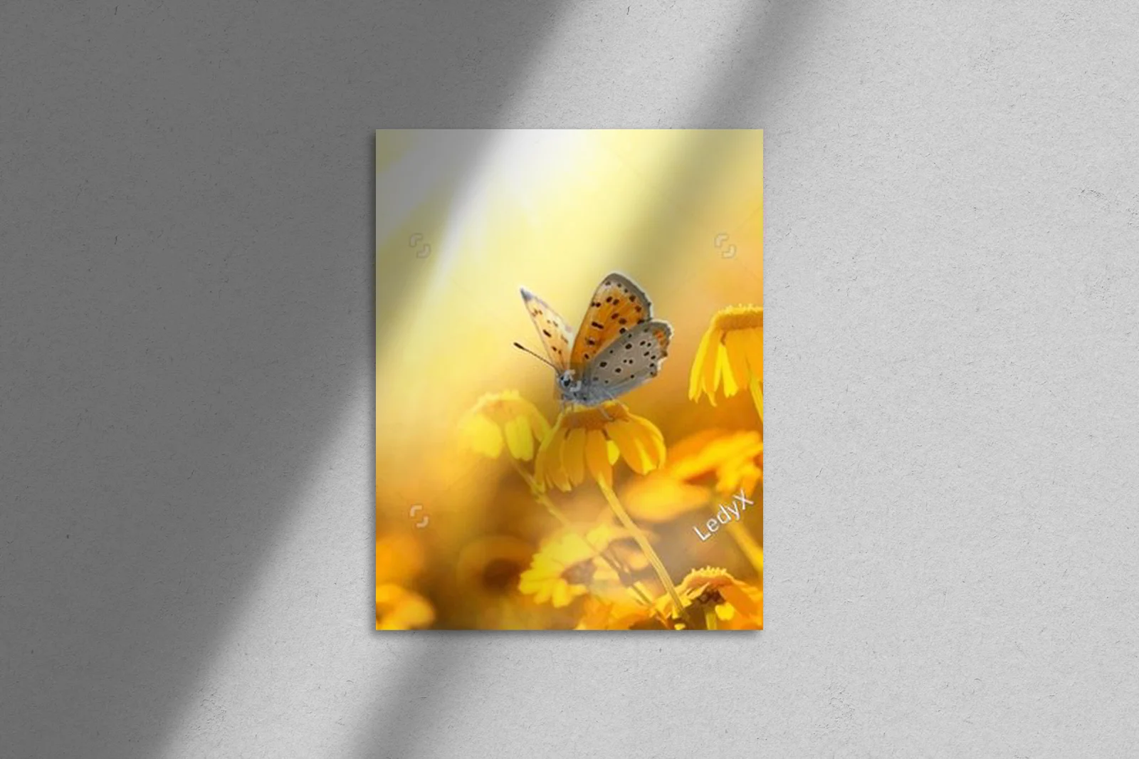 Czarujący motyl na słonecznym polu margaretek
