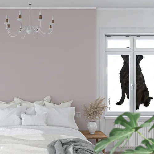 Elegancja bieli: Flat-Coated Retriever