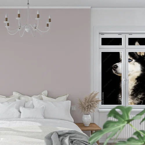 Siberian Husky w zjawiskowej scenerii nocnej