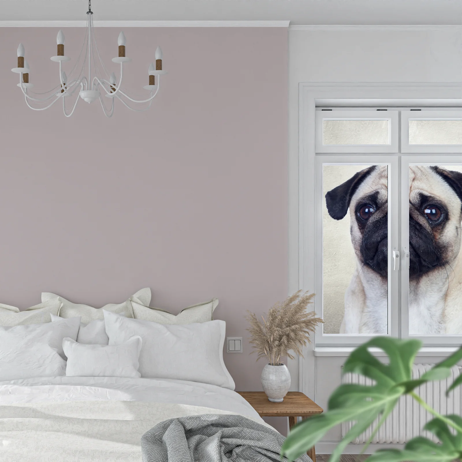 Urocza pug w delikatnych odcieniach bieli
