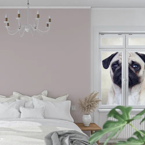 Urocza pug w delikatnych odcieniach bieli