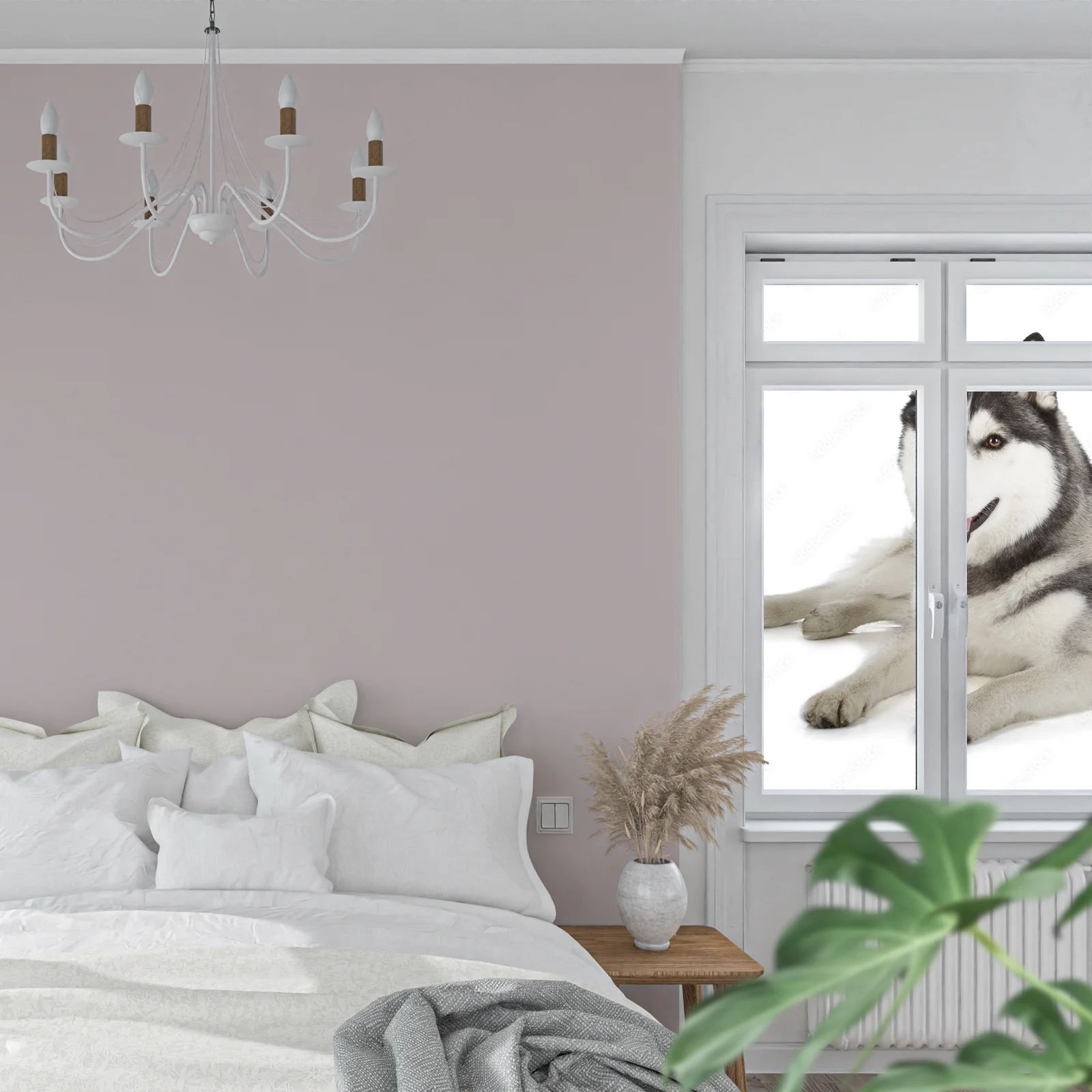Słoneczna radość z pięknem Siberian Husky