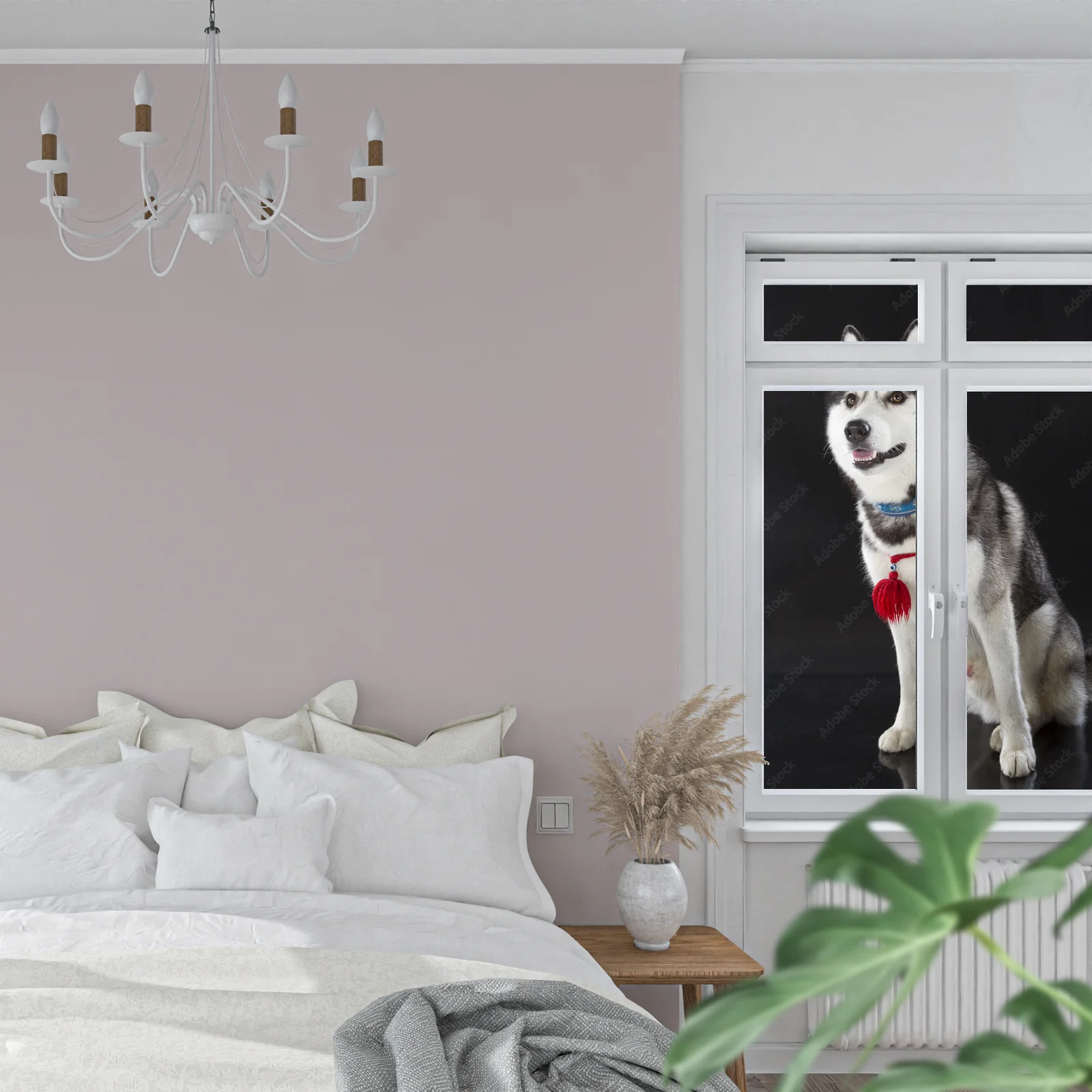 Urok syberyjskiego husky na głębokim tle