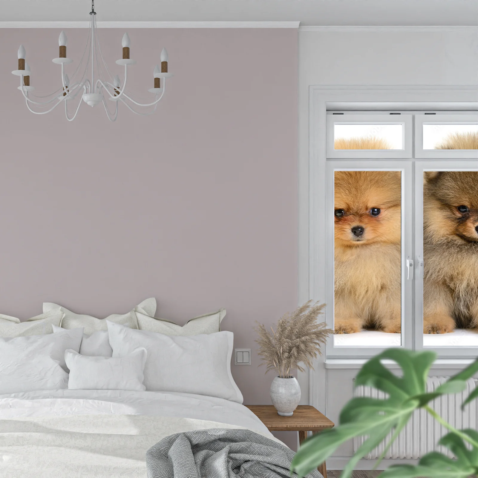 Urokliwe pomeraniany w białej harmonii