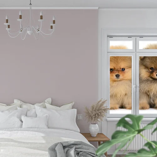 Urokliwe pomeraniany w białej harmonii