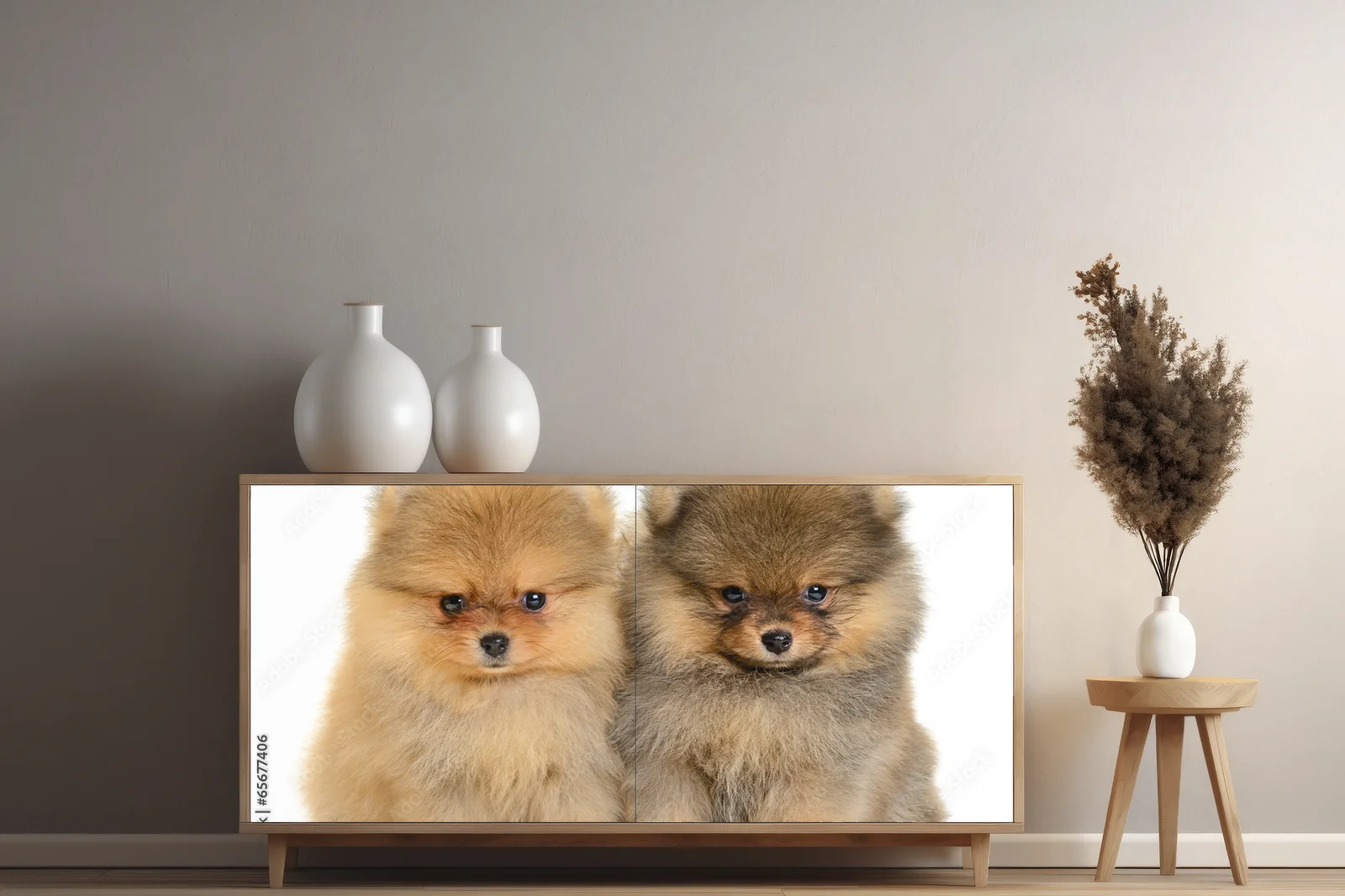 Urokliwe pomeraniany w białej harmonii